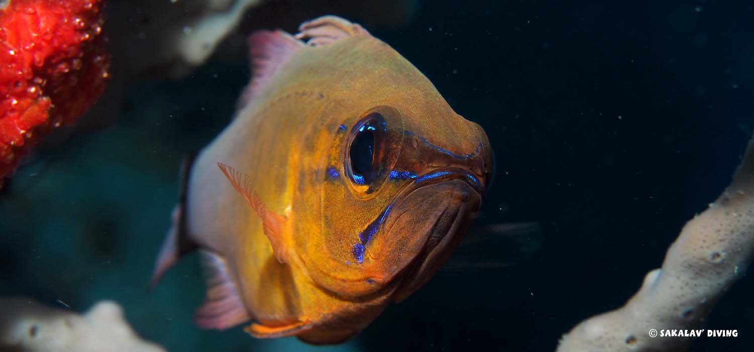 scuba diveshop in Nosy Be Madagascar